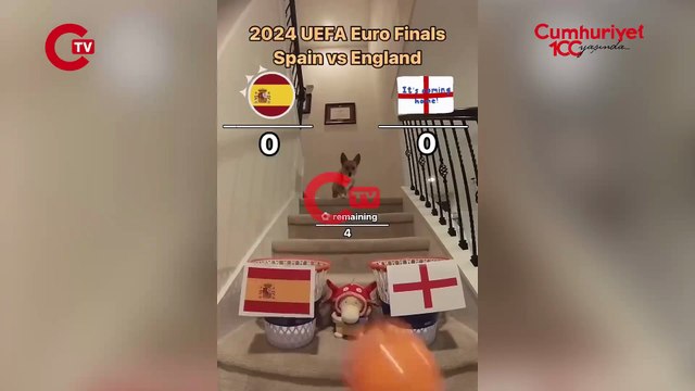 Fenomen köpek Steph Furry, EURO 2024 finalinde karşı karşıya gelecek İngiltere ve İspanya maçının sonucunu tahmin etti