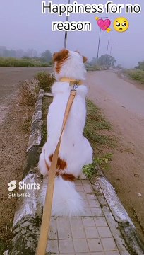 share some love with them #doglover #milo4162 #puppy #love ytshorts #shorts #pets #viral #animals