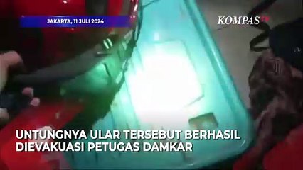 Tải video: Ngeri! Penampakan Ular Kobra Masuk dari Lubang AC Rumah Warga