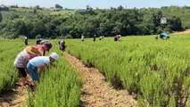 Emektar çiftçi çocukları ve torunlarına toprak sevgisi aşıladı