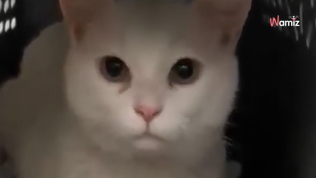 Pour passer un hiver au chaud, ce chat blanc décide de jouer le tout pour le tout