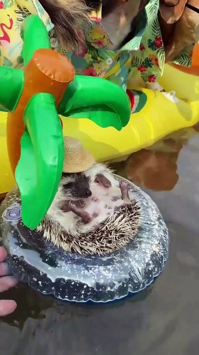 other little guy  #viral #trending #funny