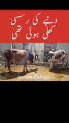 Dumby ki Rassi Khuli hui thi 