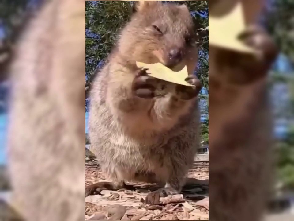 Funny and Cute Animals Compilation #2