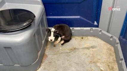 Mitarbeiter geht auf die Toilette: Bei seinem Fund entfährt ihm ein Schrei