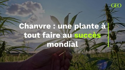 Le chanvre, une plante à tout faire au succès mondial