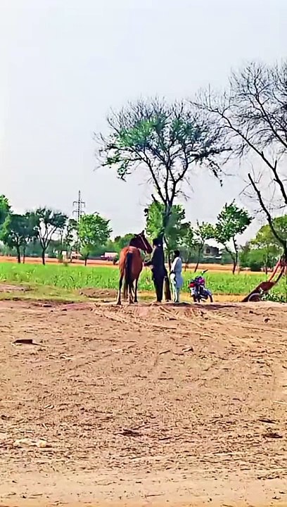 Horse lovers