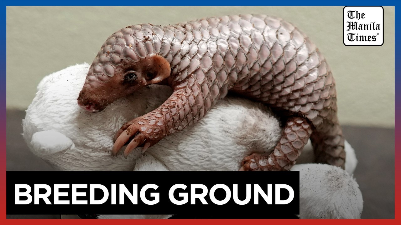 daily motion born on the fourth of july