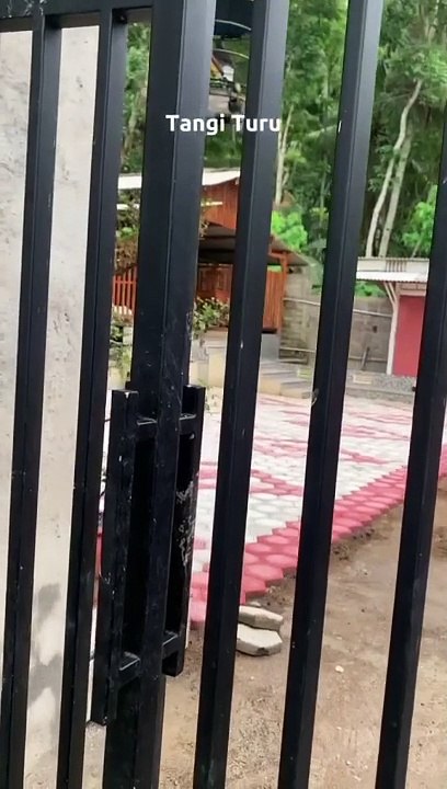 kandang