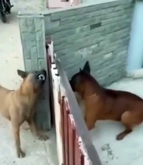 Dog Showdown: Two Dogs Get Arrogant with Each Other!