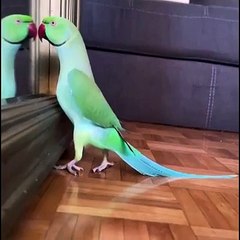 Overacting Parrot: Hilarious Mirror Show!