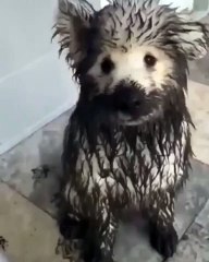 Hilarious Reactions: Dog and Puppy Get Muddy!
