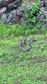 Snek fight