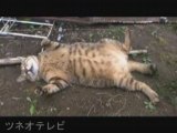 Sleeping cat on the earth