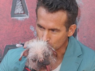Ryan Reynolds knuddelt hässlichsten Hund Großbritanniens