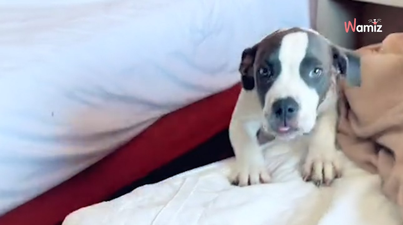 La femme de ménage d'un hôtel trouve quelqu'un abandonné dans la chambre d'une famille (Vidéo)