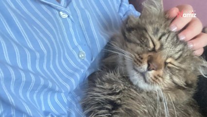Des voisins constatent la présence d’un chat affamé : le temps presse pour lui venir en aide