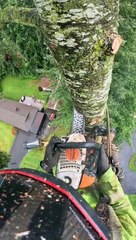 Un ouvrier forestier fait une coupe a la cime dun arbre