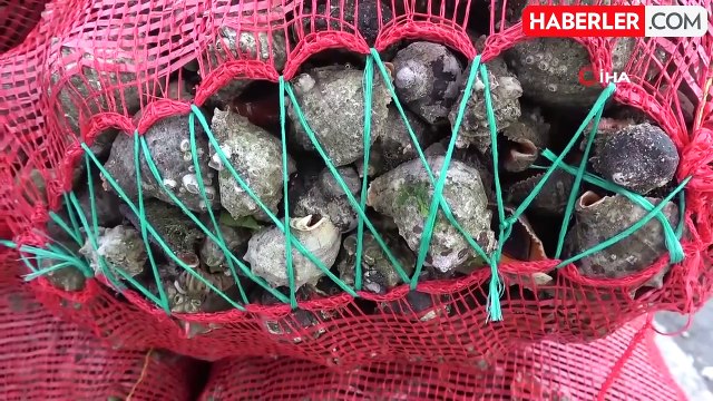 Yaz Döneminde Deniz Salyangozu İhracatı Artıyor