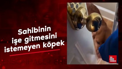 Sahibinin işe gitmesini istemeyen köpek