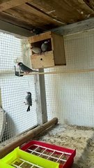 Dove ️ #trending #viral #usa #shortvideo #baby #dove #pet #birds #domestic