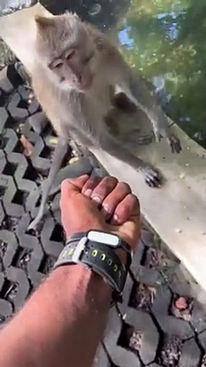 Magic Show with Monkey 