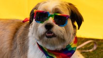 Bristol Pride 2023: ‘A celebration of joy and of love’, including some cute pride pooches!