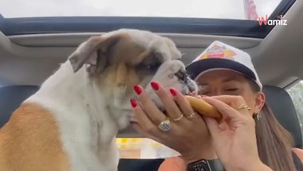 Pour l'anniversaire de son chien, elle lui offre un cadeau qui suscite autant d'admiration que de doutes (vidéo)