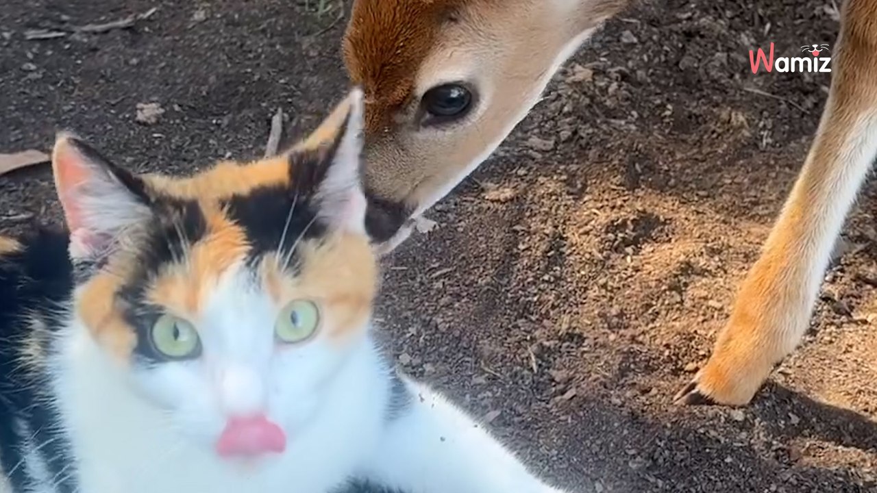 Les faons se lient d'amitié avec un intrus : 2,7M de personnes ont du mal à en croire leurs yeux (vidéo)