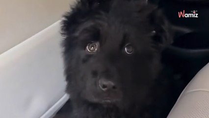 Il monte dans un Uber et découvre un chiot à l'arrière du véhicule : la raison de sa présence est incongrue (vidéo)