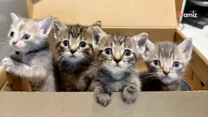 Il repère une boîte à chaussures étrange : l'étiquette lui fait dresser les cheveux sur la tête (vidéo)