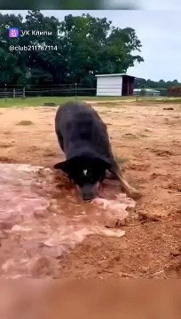 The Laugh Out Loud Collection : Clips, Memes.