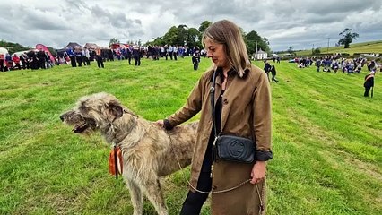 Meet the 90kg Puppy at Twelfth in Gilford 🐶