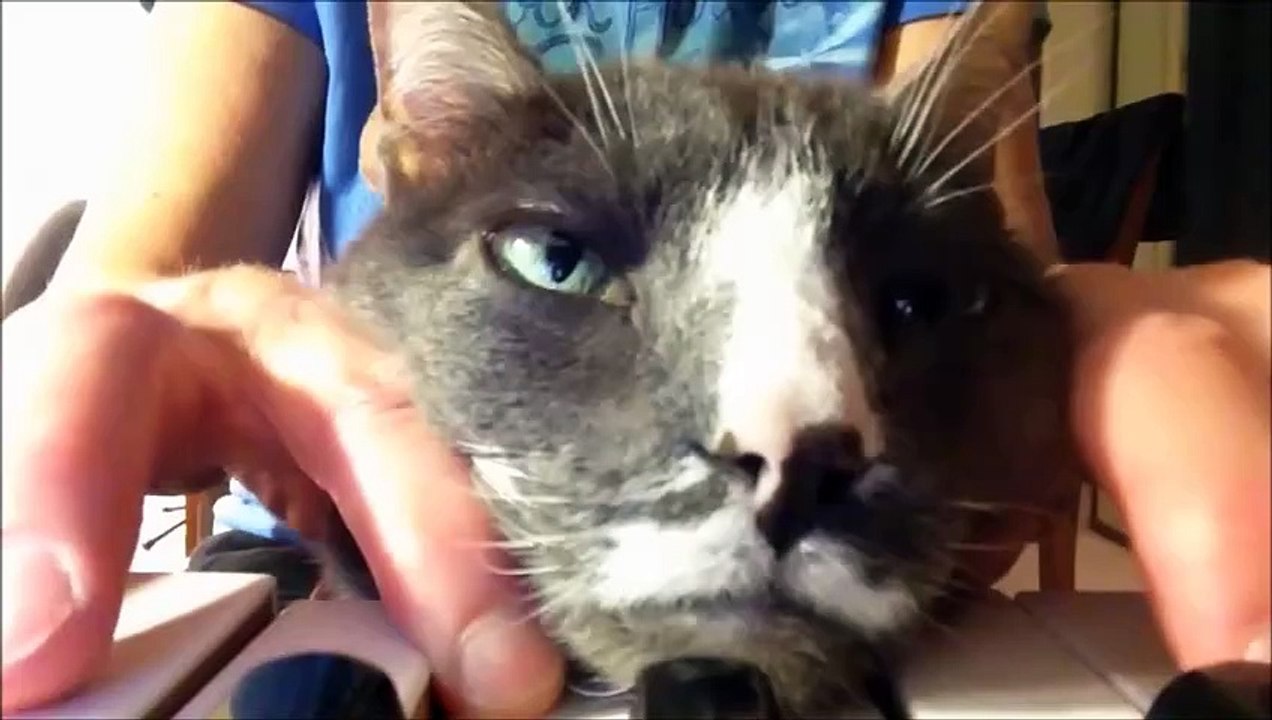 Lustige Katzen
