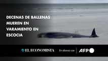 Decenas de ballenas mueren en varamiento en Escocia