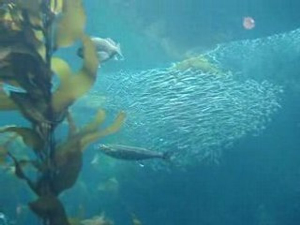 Aquarium