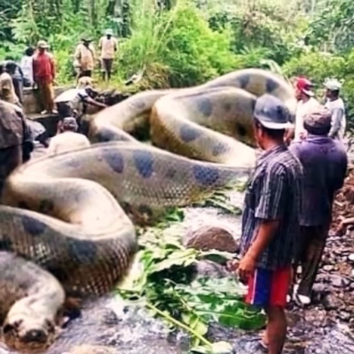 Top 9 world's biggest snake found on earth in