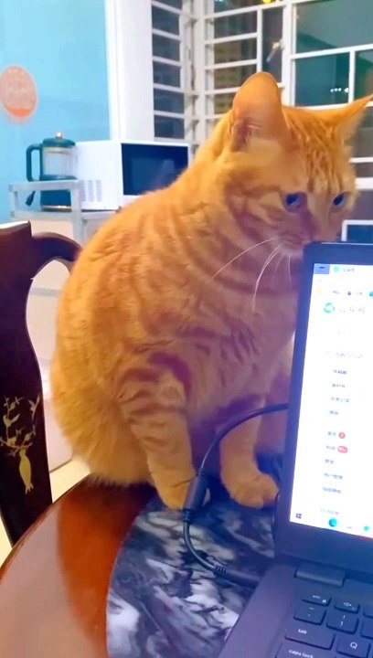 Funny Cat Video