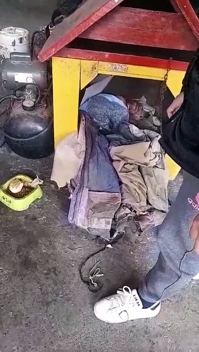 RESCATE PERRITO