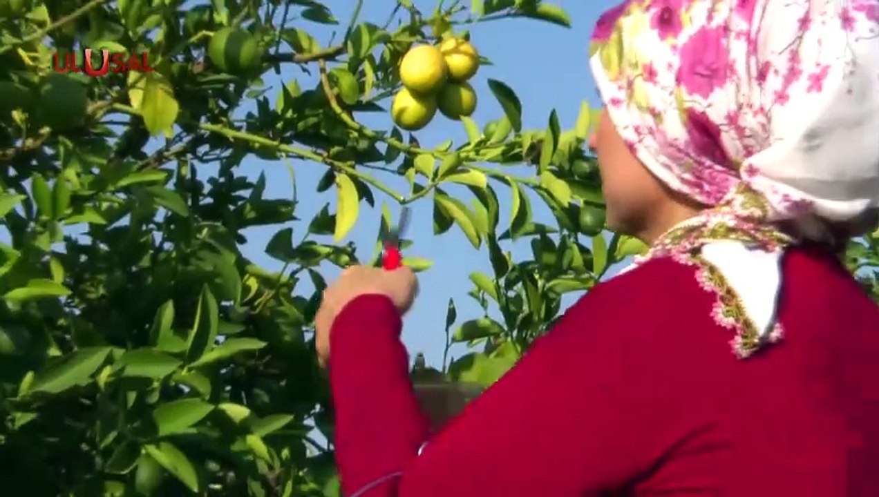 Limonda kriz "geliyorum" dedi! Üreticide 2 lira, markette 100 lira