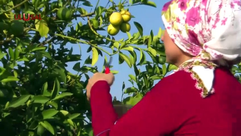 Limonda kriz "geliyorum" dedi! Üreticide 2 lira, markette 100 lira
