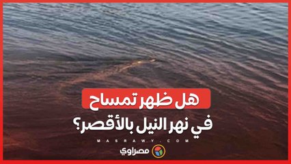 فيديو متداول على فيسبوك يثير الجدل .. هل ظهر تمساح في نهر النيل بالأقصر؟