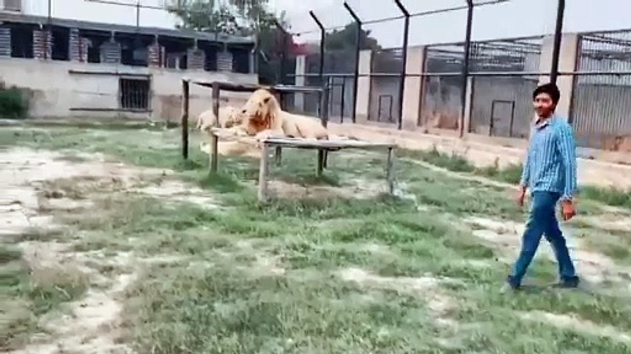 White lion