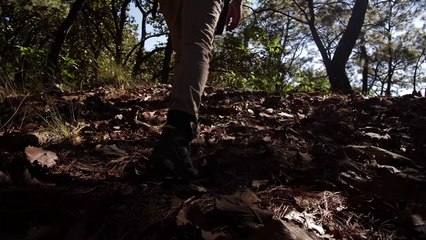 mixkit-man-walking-through-forest-86-full-hd