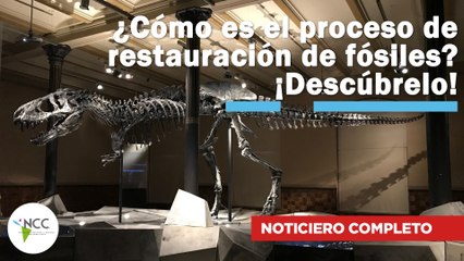 ¿Cómo es el proceso de restauración de fósiles? ¡Descúbrelo! | 672 | 15 al 21 de julio de 2024