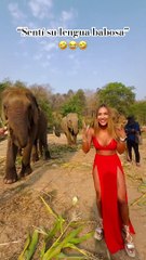 ❤❤Rodeada de elefantes inquietos con su trompa❤