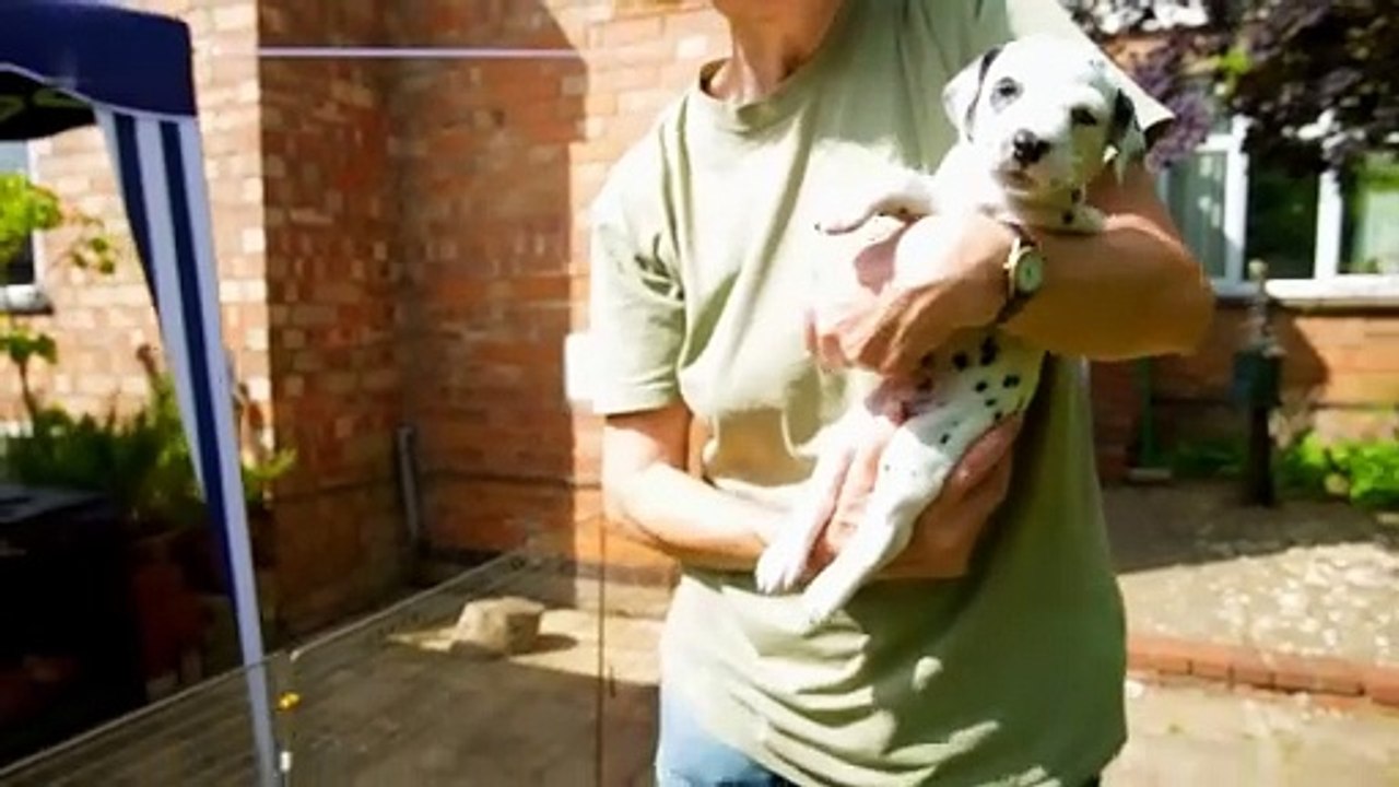 Animal Documentary - Dalmatian Puppy Learns to Enjoy Human Contact _ Wonderful World of Puppies