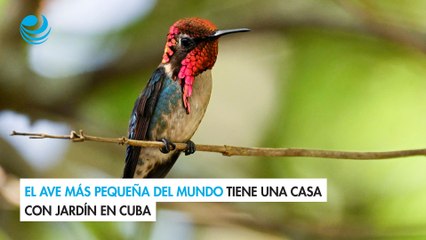 El ave más pequeña del mundo tiene una casa con jardín en Cuba