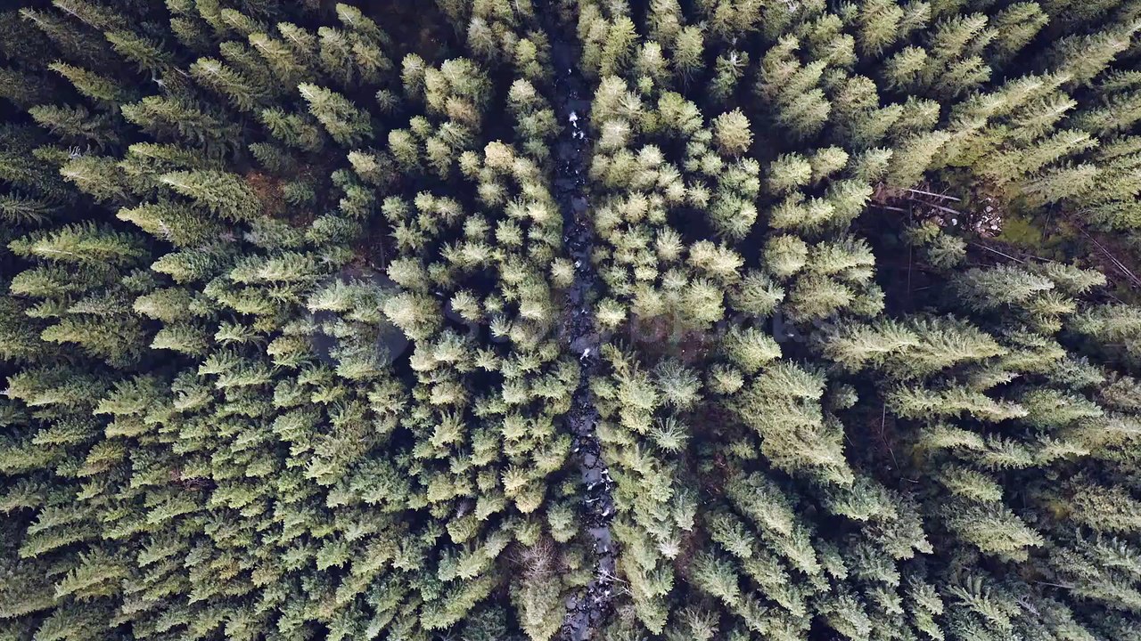 stone-river-at-pine-trees-top-down-aerial-nobody-nature-landscape-at-autumn-da-SBV-348386953-preview