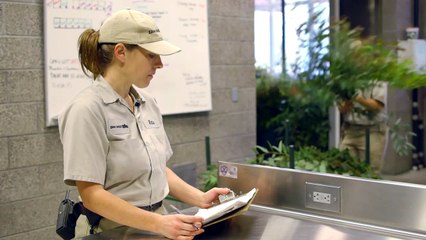 It Can Be Tough to Weigh a Pair of Koala Moms and Their Newborns!